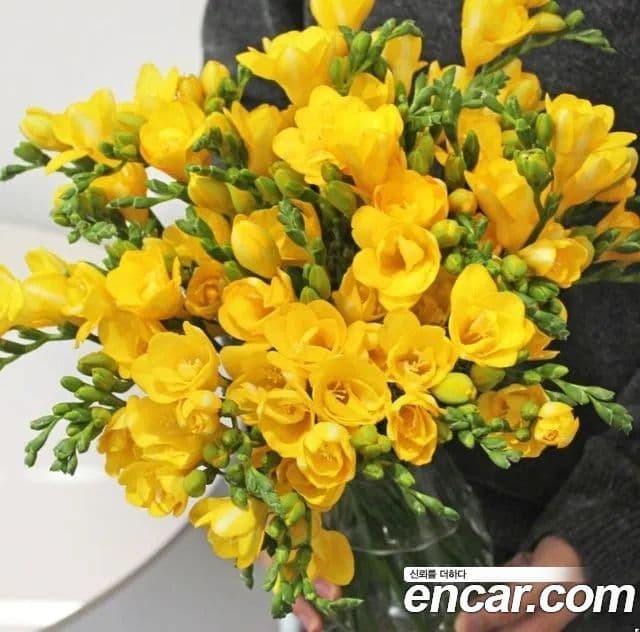 Kia Carnival 4세대 Noblesse, 2023 20